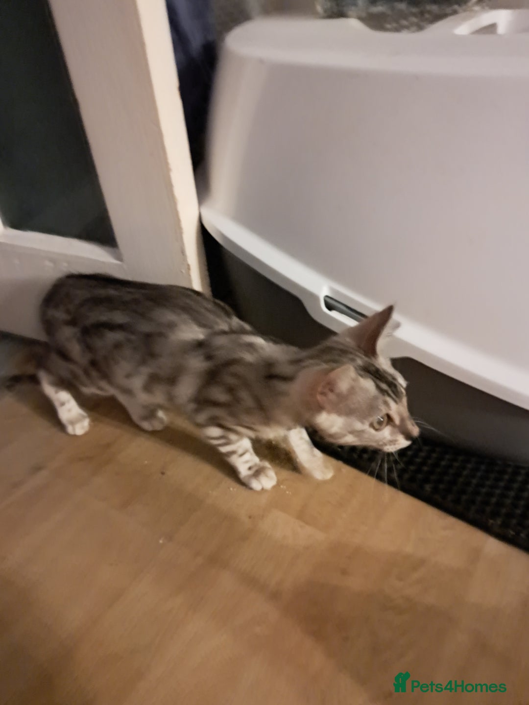 Bengal cats for sale: Very clever Bengal Kitten – Silver Male  - Image 6