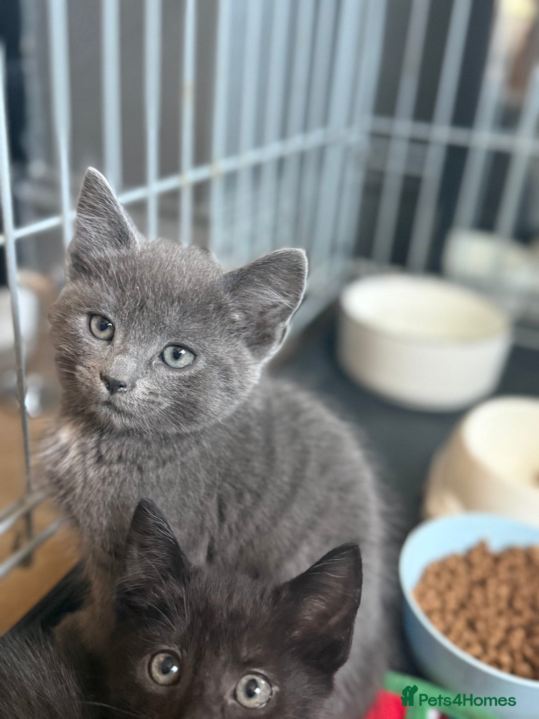 Mixed Breed cats for sale: Beautiful kitten for sale  - Advert 4