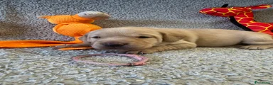 Labrador Retriever 5