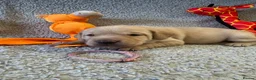 Labrador Retriever dogs for sale: 🐾1 Stunning Labrador Puppy left 👀 🏡 🐾 - Advert 18