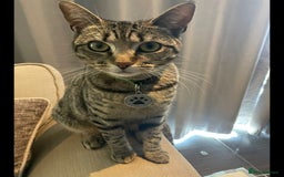Bengal cats for sale: Half bengal good home required - Image 1