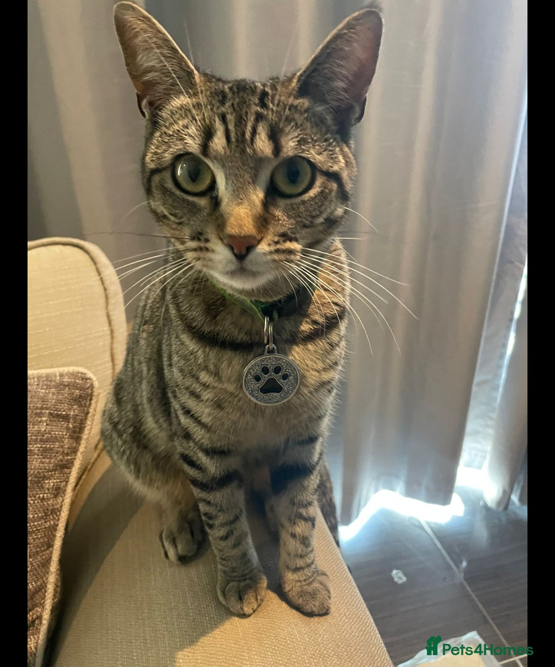 Bengal cats for sale: Half bengal good home required - Image 1