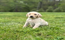 Labrador Retriever dogs for sale: Labrador puppies  - Image 5