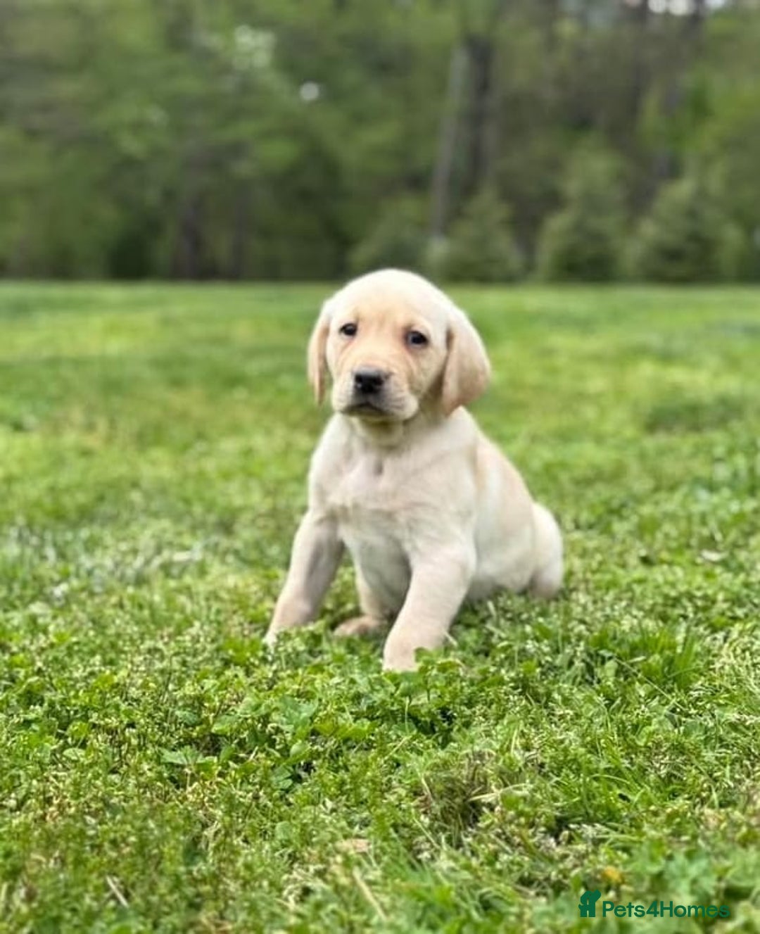 Labrador Retriever dogs for sale: Labrador puppies  - Image 5