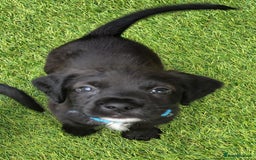 Mixed Breed dogs for sale: READY!! Sprocker jack pups + free bag in Hereford - Image 27