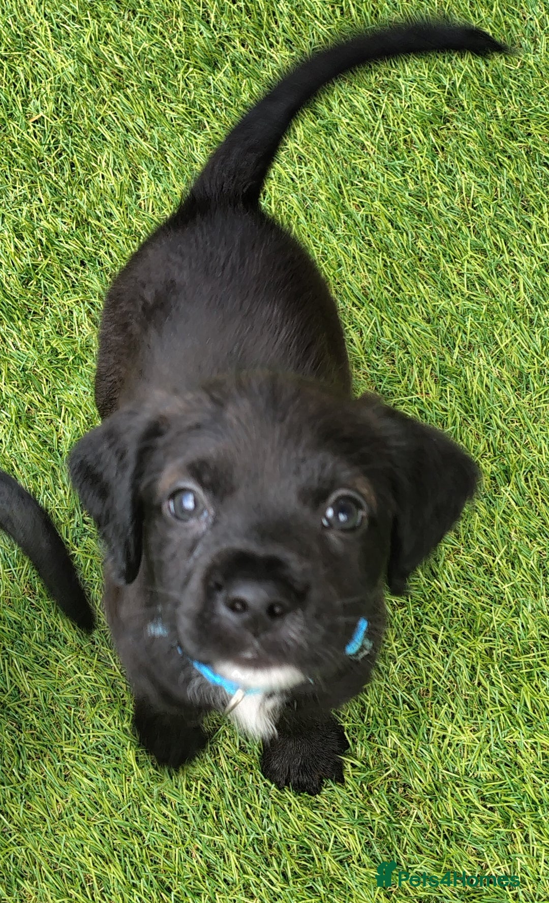 Mixed Breed dogs for sale: READY!! Sprocker jack pups + free bag in Hereford - Image 27