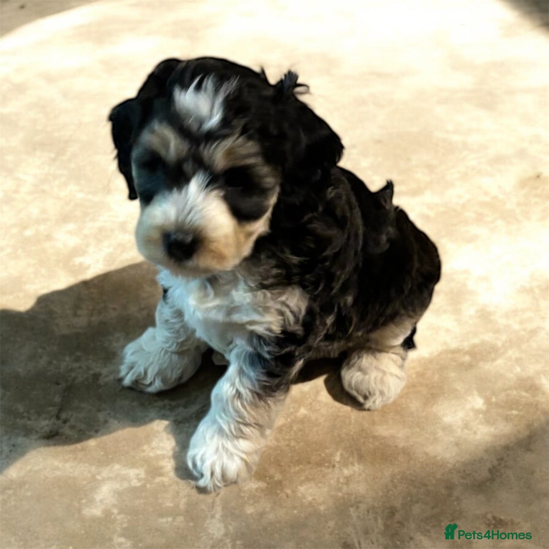 Cockapoo dogs for sale: 🌼 a beautiful litter of 6 cockerpoos/poodles - Advert 13