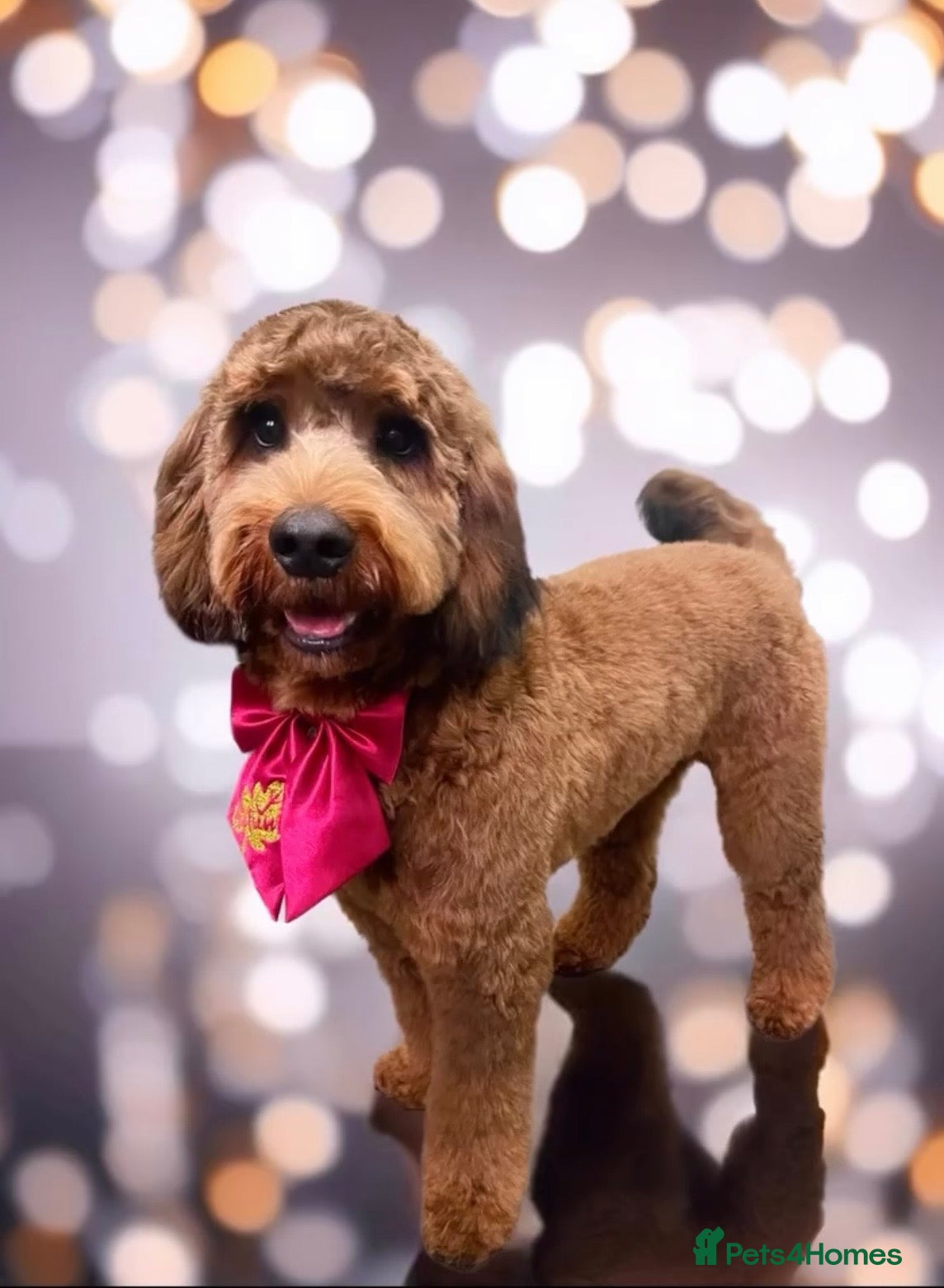 Cockapoo dogs F2 Cockapoo for Stud - Advert 2