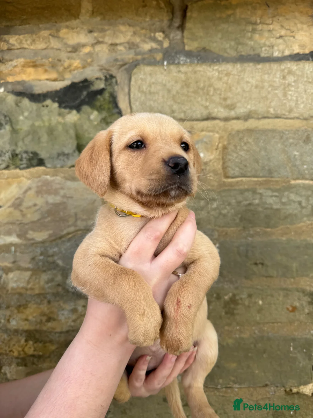 Labrador Retriever dogs for sale: Full KC health tested lab pups!  - Advert 2