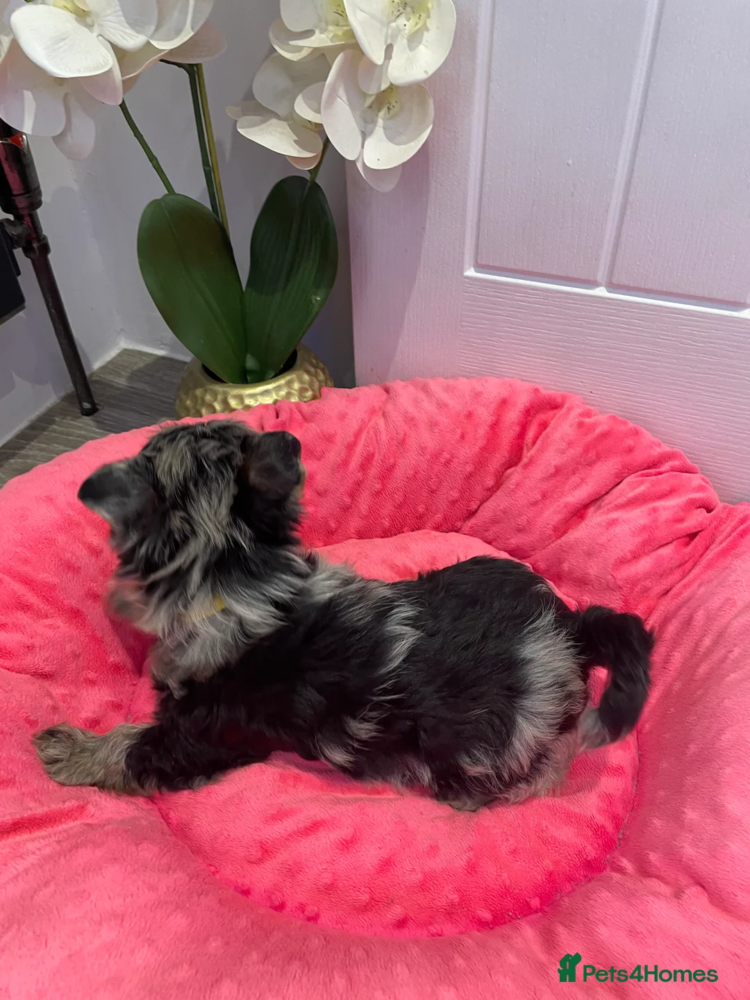 Yorkshire Terrier dogs for sale: pedigree yorkshire terrier ‼️‼️ - Advert 17