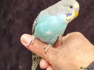 Budgerigars birds Super silly hand tamed baby budgies - Advert 1