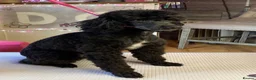 Toy Poodle dogs for sale: Stunning toy poodles!!! - Advert 6