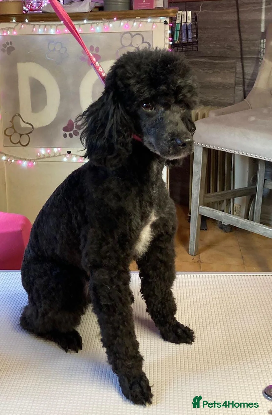Toy Poodle dogs for sale: Stunning toy poodles!!! - Advert 6