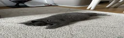 British Shorthair cats for sale: British shorthair - ready now  - Advert 5