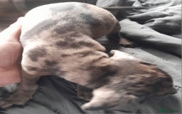 Miniature Dachshund dogs for sale: Miniature dachshund ( sausage dog) puppies - Image 8