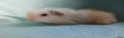 Guinea Pig rodents for sale: Funky baby boy guinea pig ready now  - Advert 5