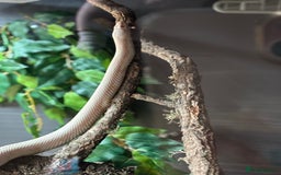 Corn Snake reptiles for sale: Female Corn Snake - Image 4