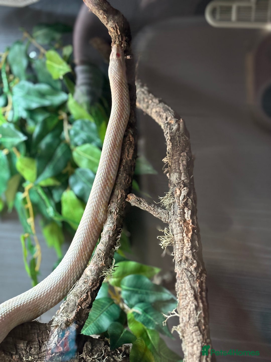 Corn Snake reptiles for sale: Female Corn Snake - Image 4