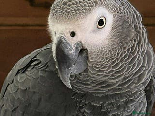 Parrots birds African grey - Advert 1