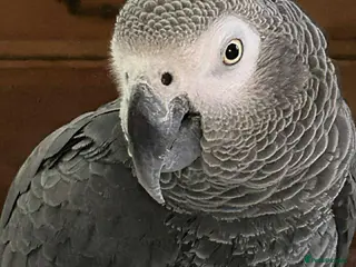 Parrots birds African grey - Advert 3