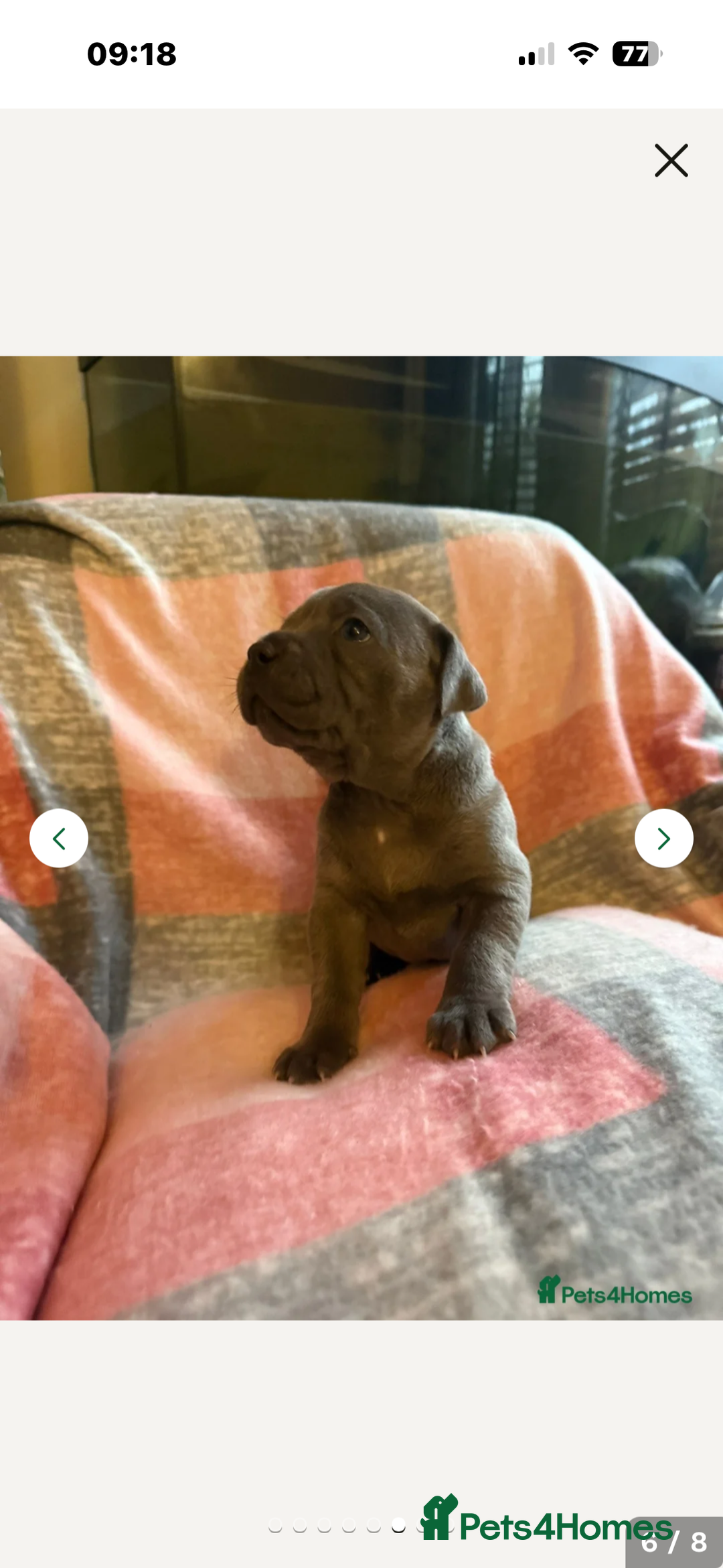 Staffordshire Bull Terrier dogs for stud: Proven KC Blue Staffy For Stud  - Image 21