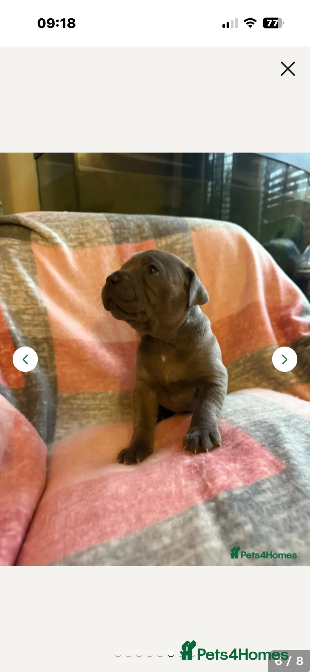 Staffordshire Bull Terrier dogs for stud: Proven KC Blue Staffy For Stud  - Advert 21