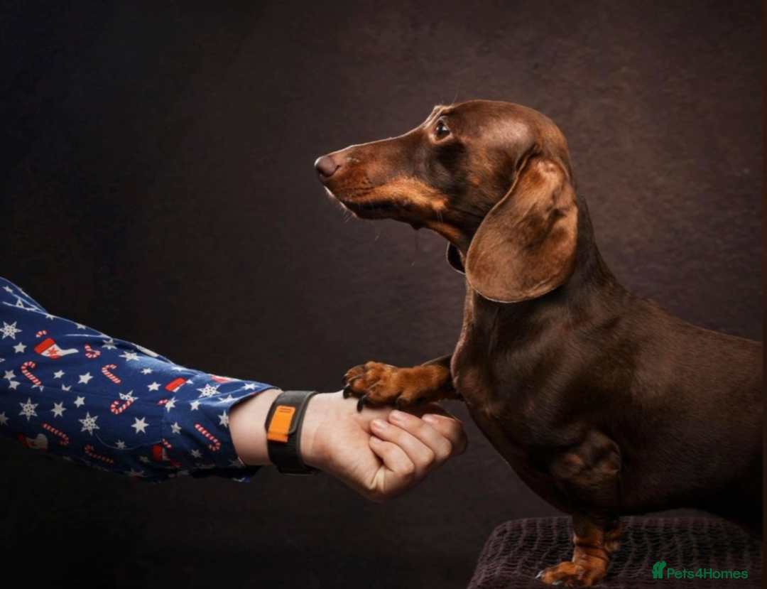 Miniature Dachshund dogs for stud: KC Registered Miniature Smooth Haired Stud - Image 2