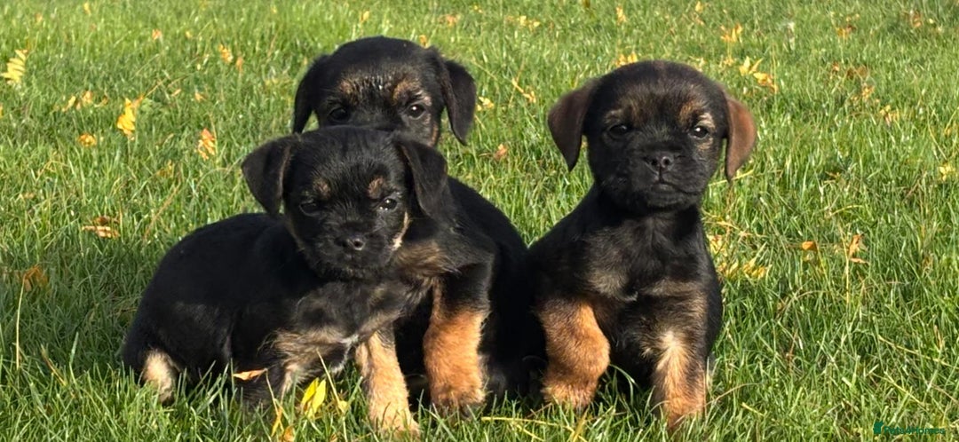Border Terrier dogs for sale: 🐾 fantastic Border Terrier  - Image 1