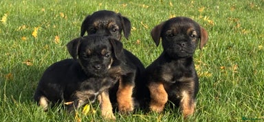 Border Terrier dogs - Advert 1