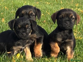 Border Terrier dogs - Advert 1