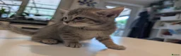 Mixed Breed cats for sale: Scottish straight, turquoise shell adorable 🥰  - Advert 30