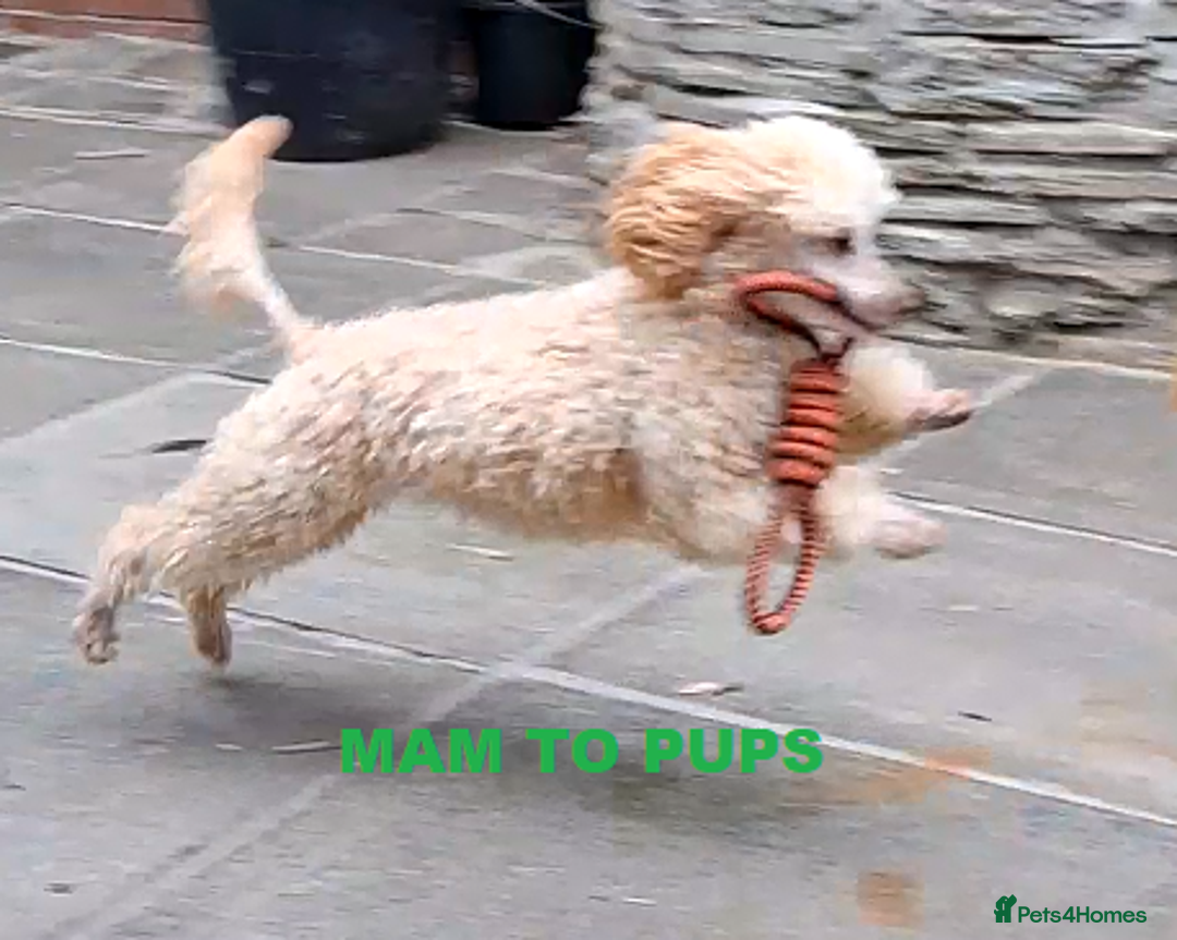 Mixed Breed dogs for sale: lovely poodle pups - Advert 16