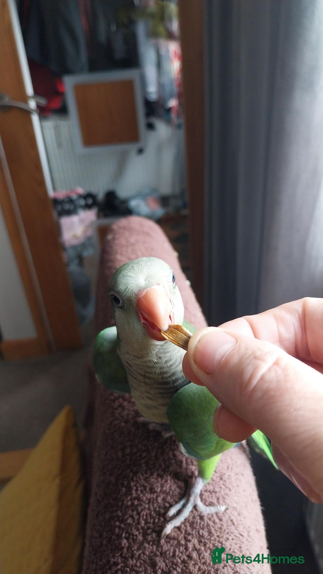 Parakeets birds  Hand tame Green dna tested  male quaker parrot  - Advert 16