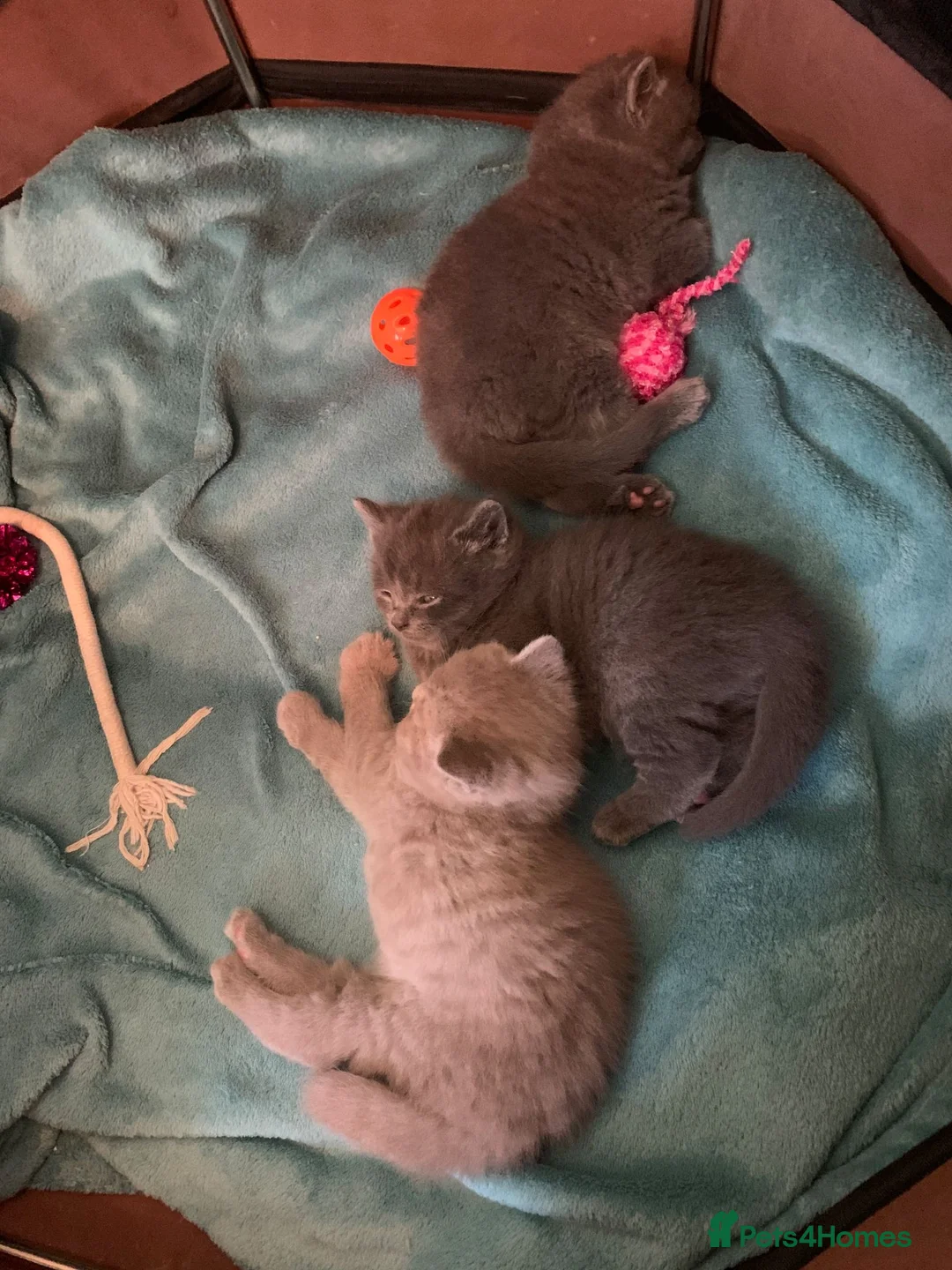 British Shorthair cats for sale: PURE BRITISH SHORTHAIR KITTENS in Bradford-on-Avon - Advert 2