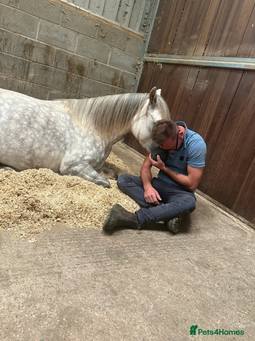 Welsh Section A horses for sale: Rising 6yo dapple grey Welsh A mare  in Hereford - Advert 6