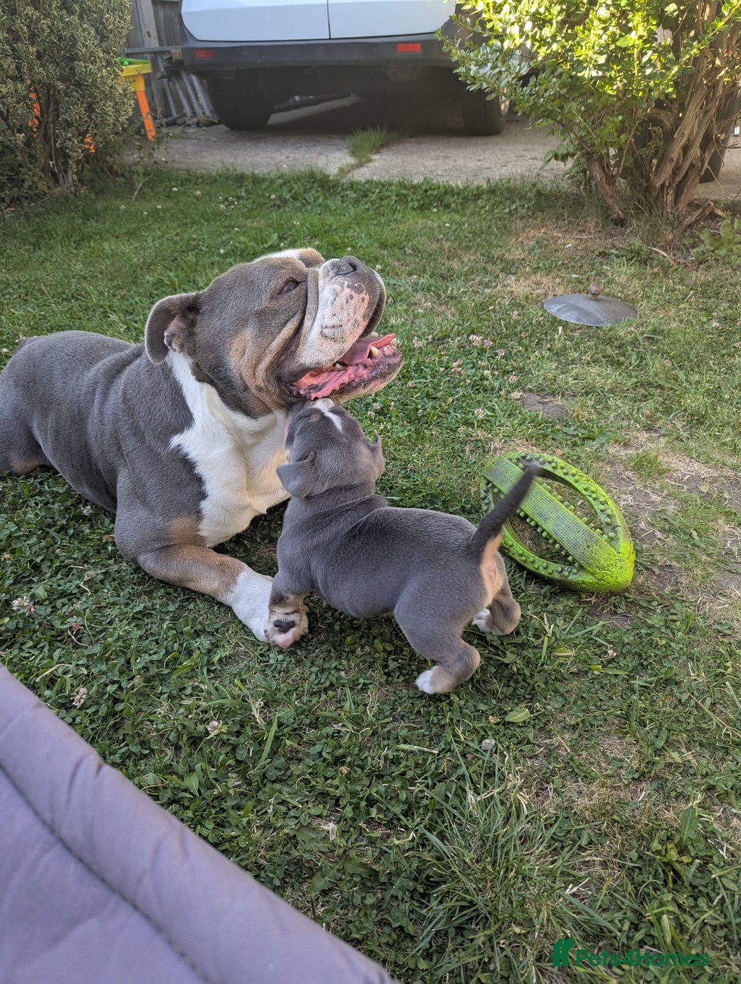 Old Tyme Bulldog dogs for sale: New England Bull dog - Image 4