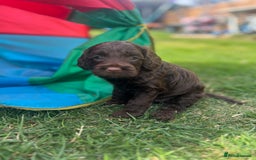 Cockapoo dogs for sale: Stunning F2 miniature cockapoo puppies  - Image 15