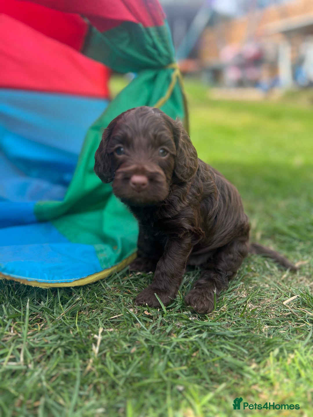 Cockapoo dogs for sale: Stunning F2 miniature cockapoo puppies  - Image 15