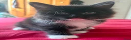 Maine Coon cats for sale: Persian An Maine Coon Cross - Advert 2