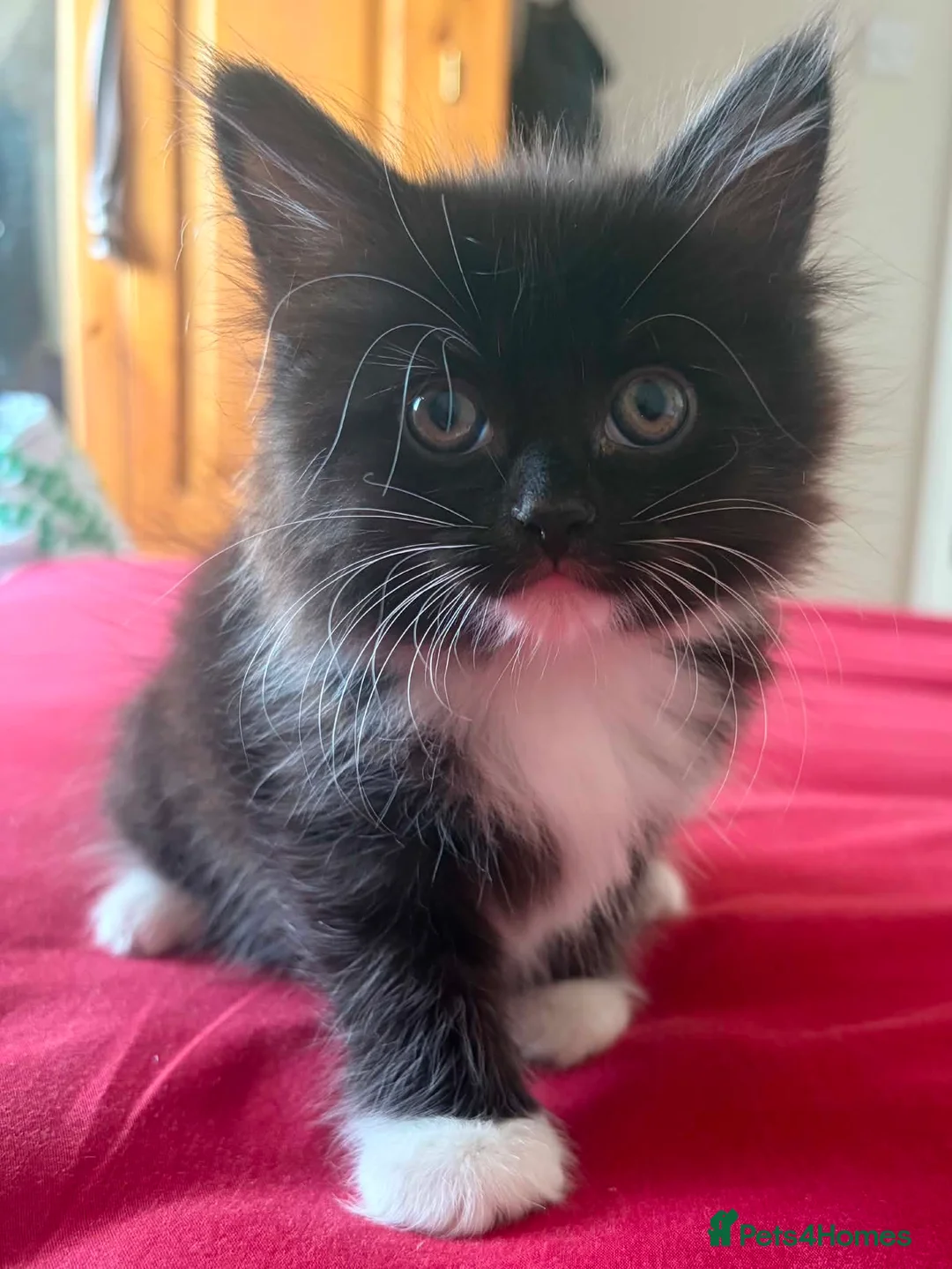 Maine Coon cats for sale: Persian An Maine Coon Cross - Advert 2