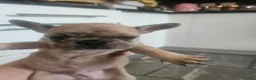 French Bulldog dogs for sale: French bulldog puppies in Liverpool - Advert 10