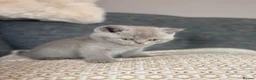 British Shorthair cats for sale: British Shorthair Kittens - Advert 13