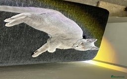 British Shorthair cats for sale: Male British Shorthair kitten 6 month old  - Image 18