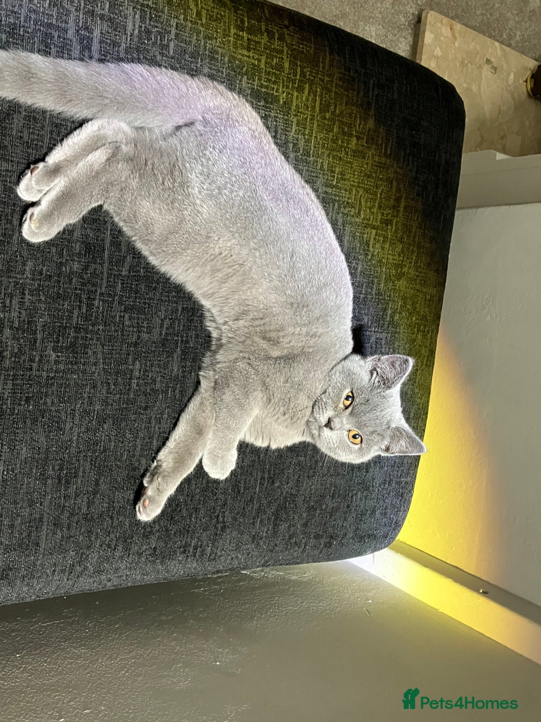 British Shorthair cats for sale: Male British Shorthair kitten 6 month old  - Image 18