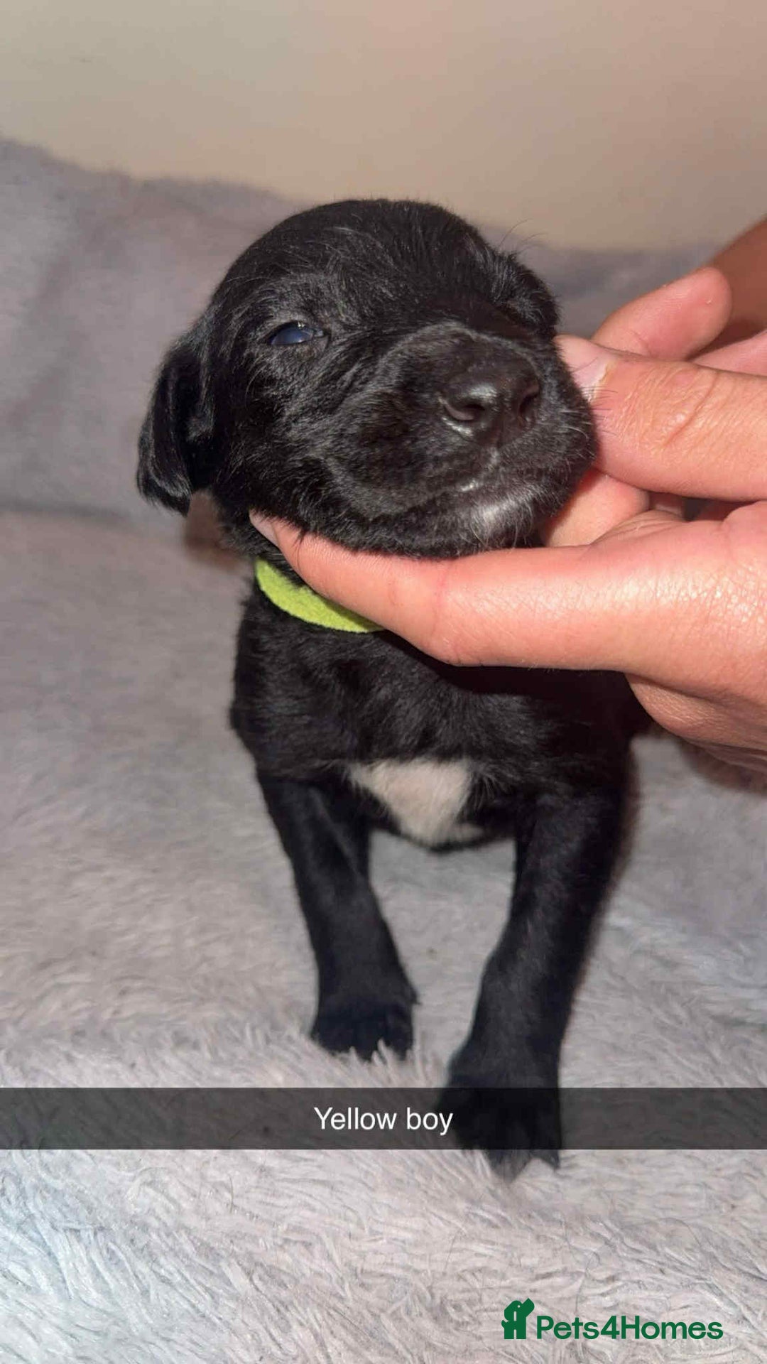 Lurcher dogs for sale: Saluki collie bull grey - Image 3