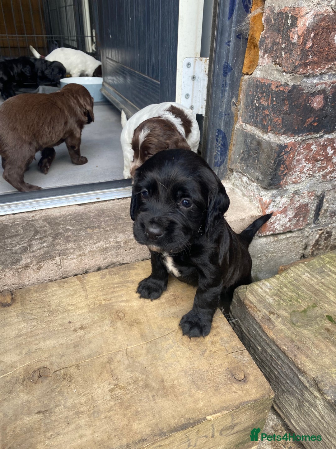 Sprocker dogs for sale: Sprocker puppies  - Image 18