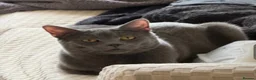 British Shorthair cats for sale: Lovely Male British Shorthair - Advert 1