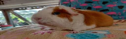 Guinea Pig rodents for sale: Young Adult Sows Retirement/Pet Homes ONLY RTR  - Advert 4