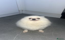Pomeranian dogs for sale: Pomeranian  - Image 2