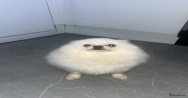 Pomeranian dogs - Advert 2